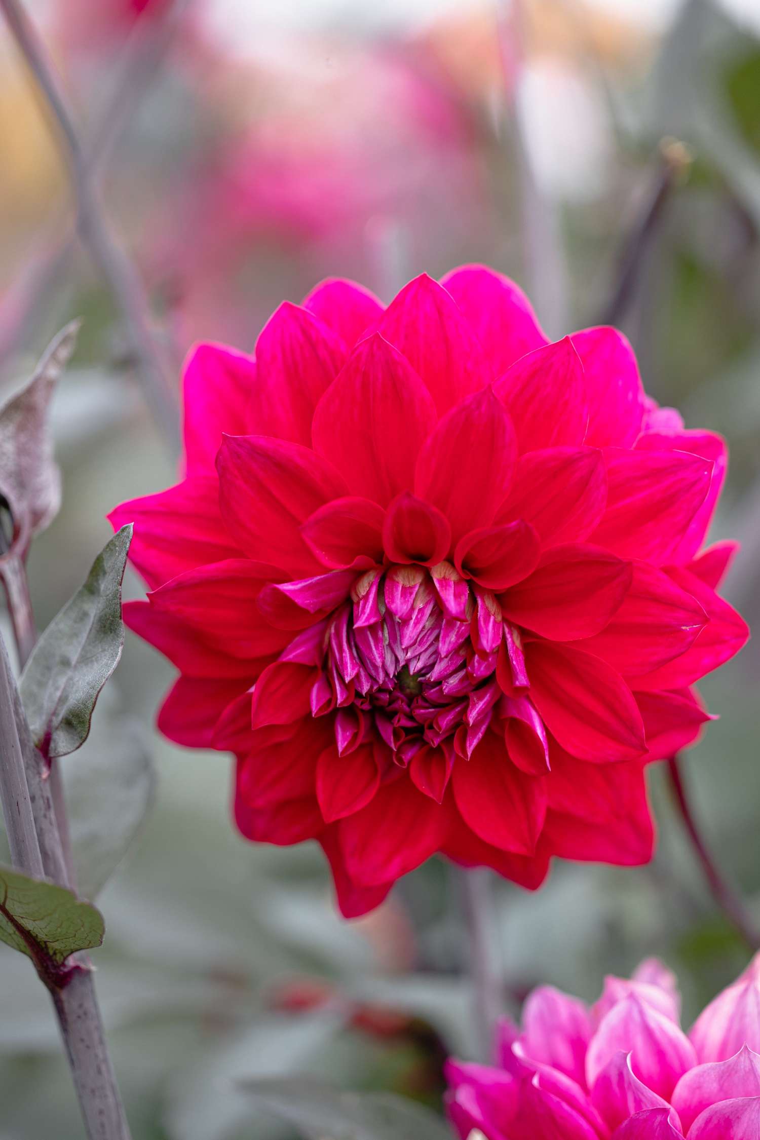 Dahlie 'Engelhardts Matador'